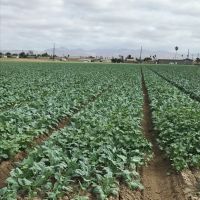 Our Veggie and Strawberry Farmers in Central CA