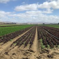 Our Veggie and Strawberry Farmers in Central CA