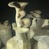 Matt's Mushrooms